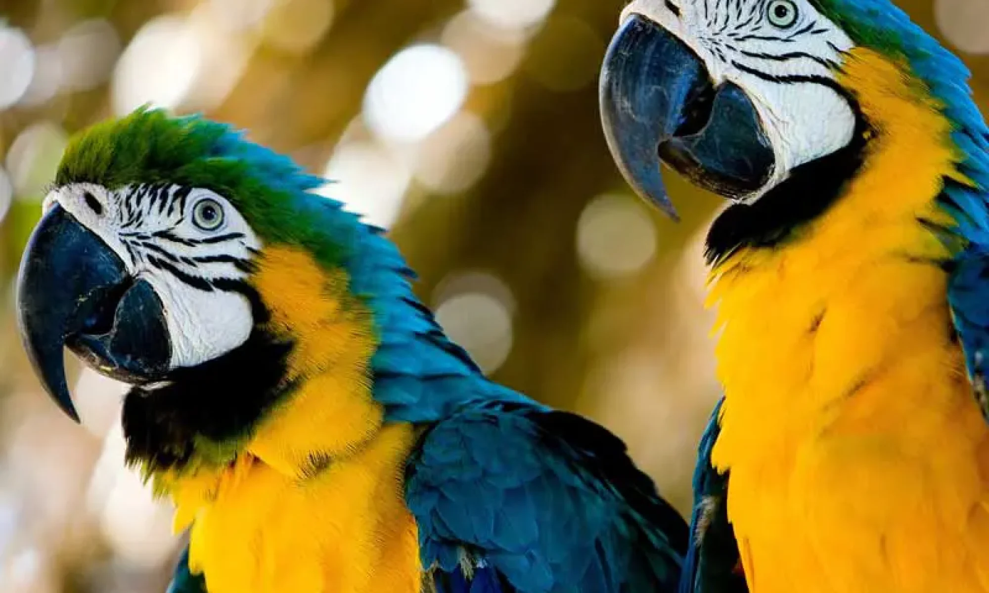 1528766302amazonia1 copiar