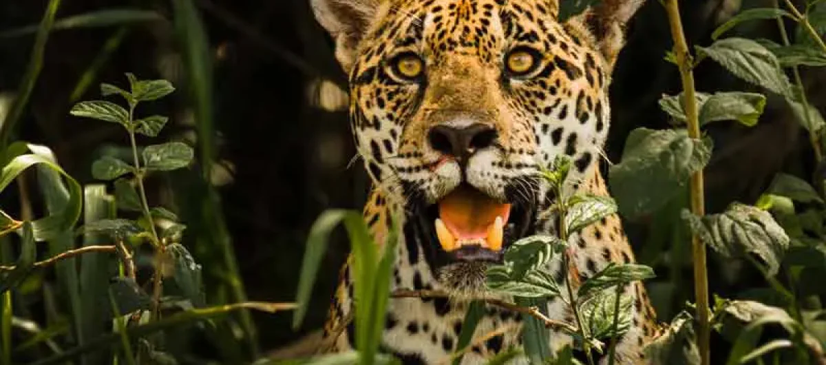 1528766313pantanalN1 copiar