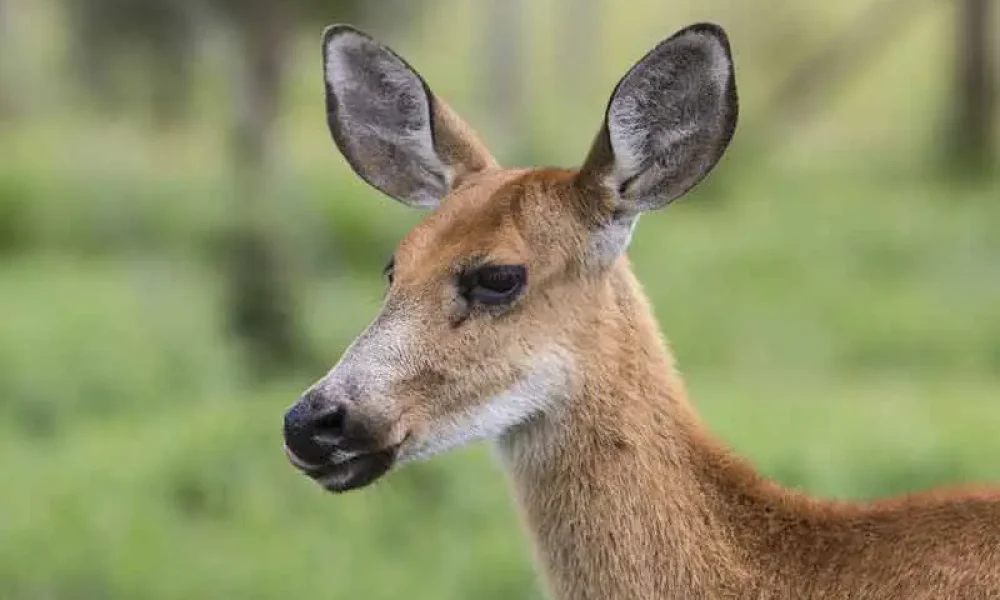 1528766337pantanalS1 copiar